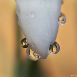 Sněženka podsněžník (Galanthus nivalis)